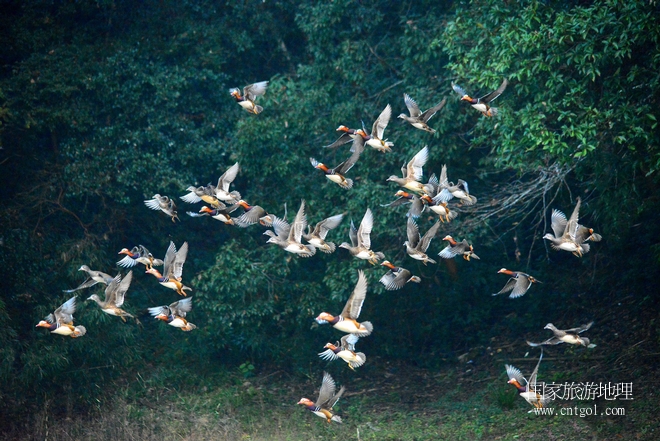 進入初冬，大批野生鴛鴦陸續(xù)飛抵江西婺源縣賦春鎮(zhèn)鴛鴦湖越冬，小精靈們在湖面上或相互依偎、卿卿我我；或隨波逐流、嬉戲打鬧，悠閑自在生活在青山綠水之間，優(yōu)良的水域和豐富的湖畔闊葉林，為鴛鴦過冬提供良好生存環(huán)境，婺源鴛鴦湖已成為亞洲最大的野生鴛鴦越冬棲息地。（攝于12月4日下午）