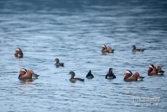 進入初冬，大批野生鴛鴦陸續(xù)飛抵江西婺源縣賦春鎮(zhèn)鴛鴦湖越冬，小精靈們在湖面上或相互依偎、卿卿我我；或隨波逐流、嬉戲打鬧，悠閑自在生活在青山綠水之間，優(yōu)良的水域和豐富的湖畔闊葉林，為鴛鴦過冬提供良好生存環(huán)境，婺源鴛鴦湖已成為亞洲最大的野生鴛鴦越冬棲息地。（攝于12月4日下午）