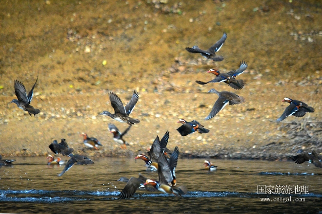 進入初冬，大批野生鴛鴦陸續(xù)飛抵江西婺源縣賦春鎮(zhèn)鴛鴦湖越冬，小精靈們在湖面上或相互依偎、卿卿我我；或隨波逐流、嬉戲打鬧，悠閑自在生活在青山綠水之間，優(yōu)良的水域和豐富的湖畔闊葉林，為鴛鴦過冬提供良好生存環(huán)境，婺源鴛鴦湖已成為亞洲最大的野生鴛鴦越冬棲息地。（攝于12月4日下午）