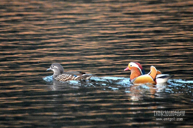 進入初冬，大批野生鴛鴦陸續(xù)飛抵江西婺源縣賦春鎮(zhèn)鴛鴦湖越冬，小精靈們在湖面上或相互依偎、卿卿我我；或隨波逐流、嬉戲打鬧，悠閑自在生活在青山綠水之間，優(yōu)良的水域和豐富的湖畔闊葉林，為鴛鴦過冬提供良好生存環(huán)境，婺源鴛鴦湖已成為亞洲最大的野生鴛鴦越冬棲息地。（攝于12月4日下午）